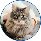 Senior longhair grey cat being petted by a person