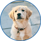 Golden retriever puppy sitting on pavement