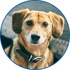 Calm senior dog with a leather collar