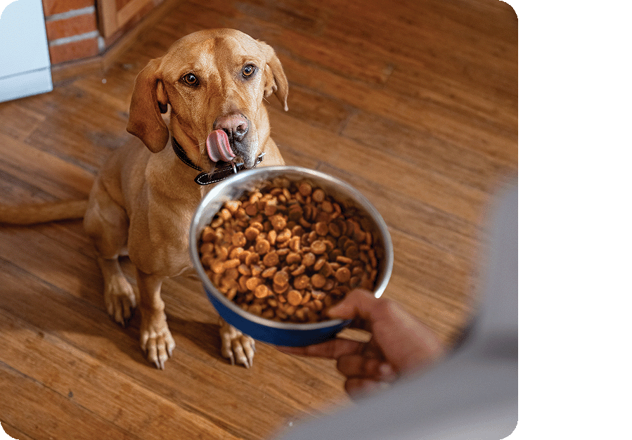 Brown dog sitting on a wooden floor licking its lips while looking at a bowl of dry dog food