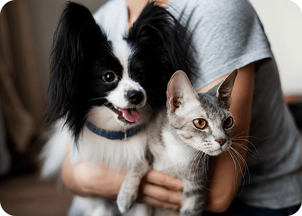 Pet owner holding a small black and white dog and a grey cat