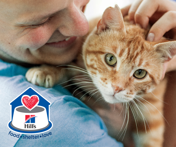 Human petting cat
