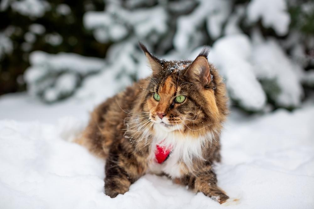 cat-in-the-snow.jpg