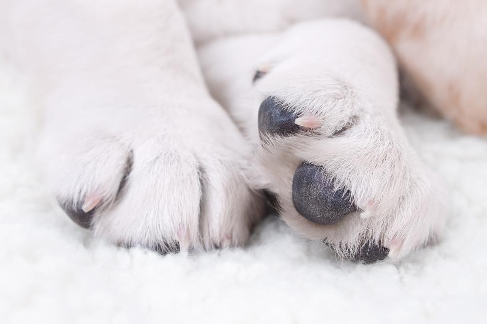 dog paws