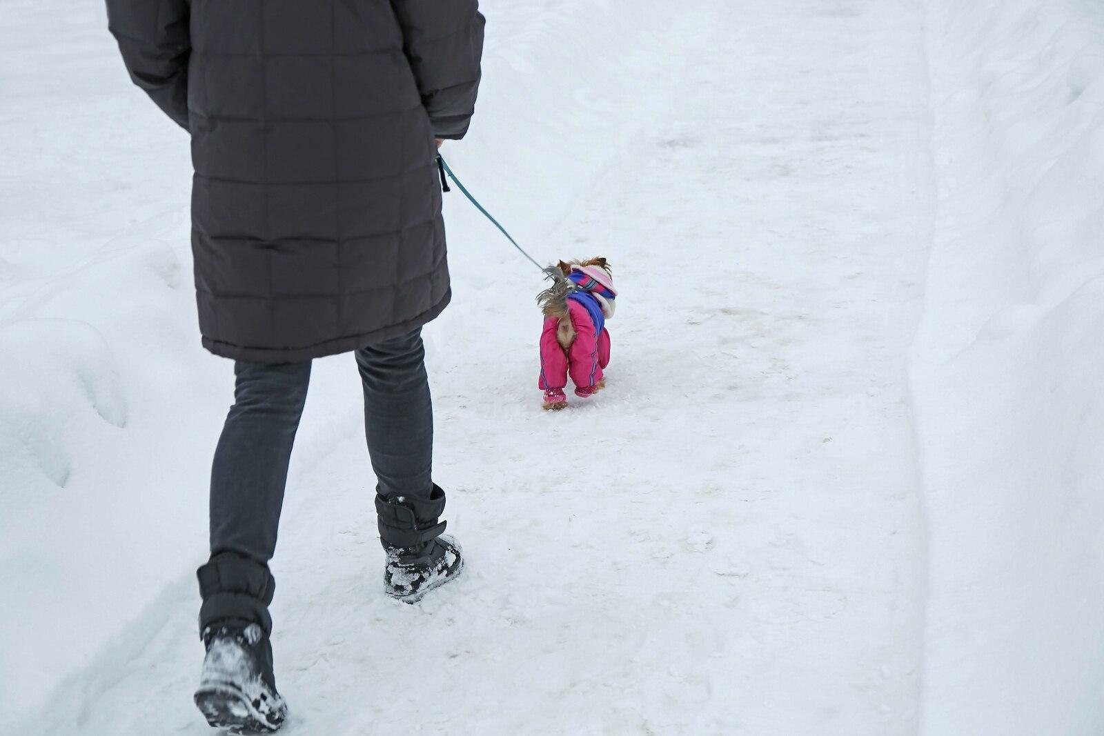 dog walking in the snow