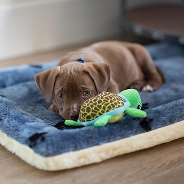 A brown lab puppy lays in their bed