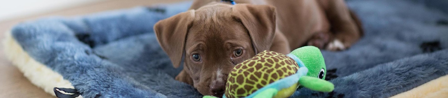 A brown lab puppy lays in their bed