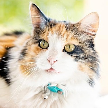 A calico cat sits on a windowsill.