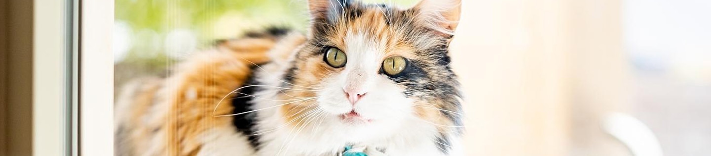 A calico cat sits on a windowsill.