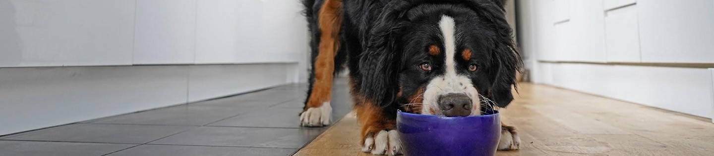 A dog guards their food bowl