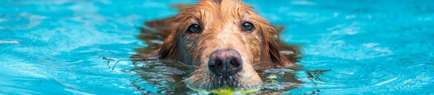 A dog swims in a pool