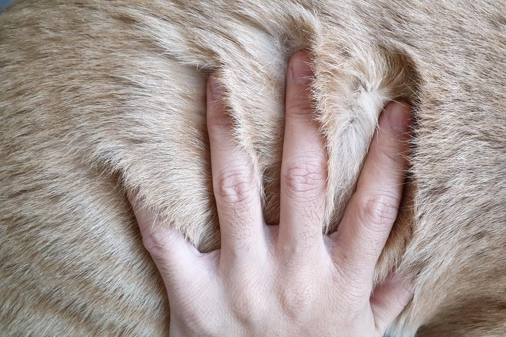 a persons hand touching a cats fur