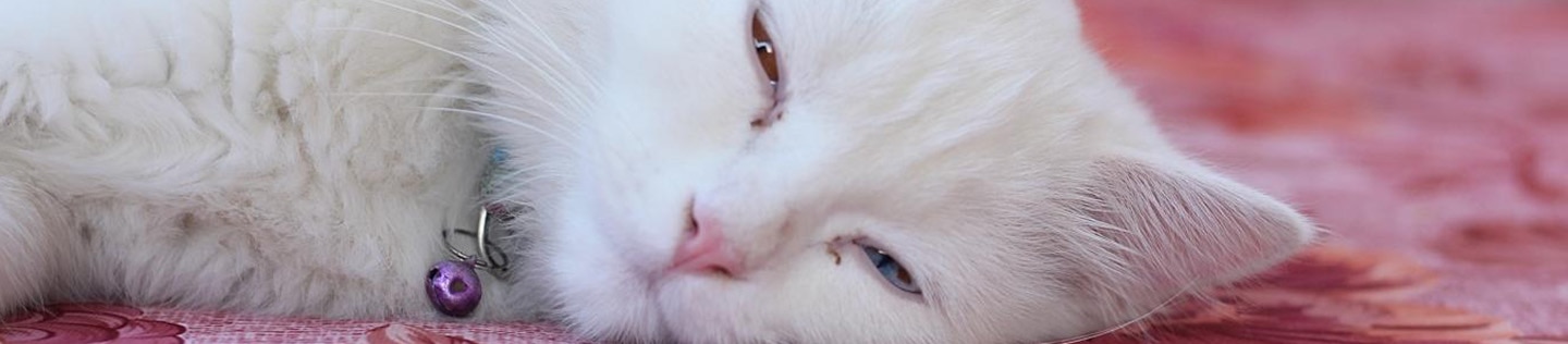 A white cat sleeps on pink fabric