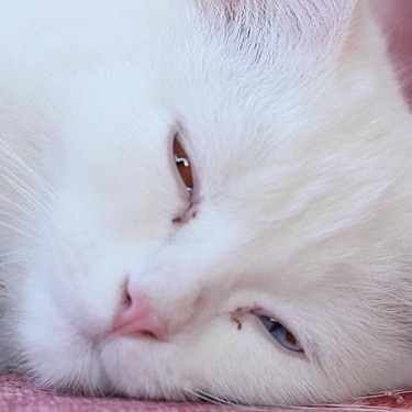 A white cat sleeps on pink fabric