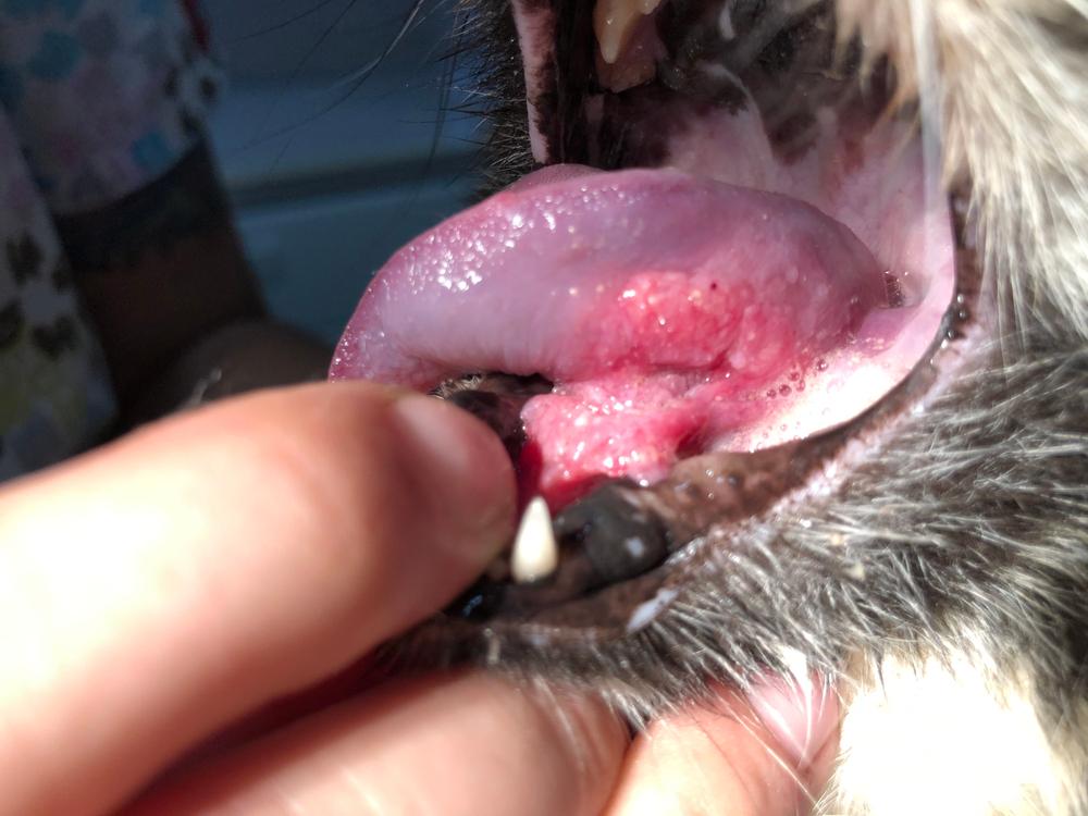 Oral squamous cell carcinoma in a cat