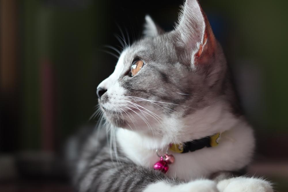 cat looking to the side