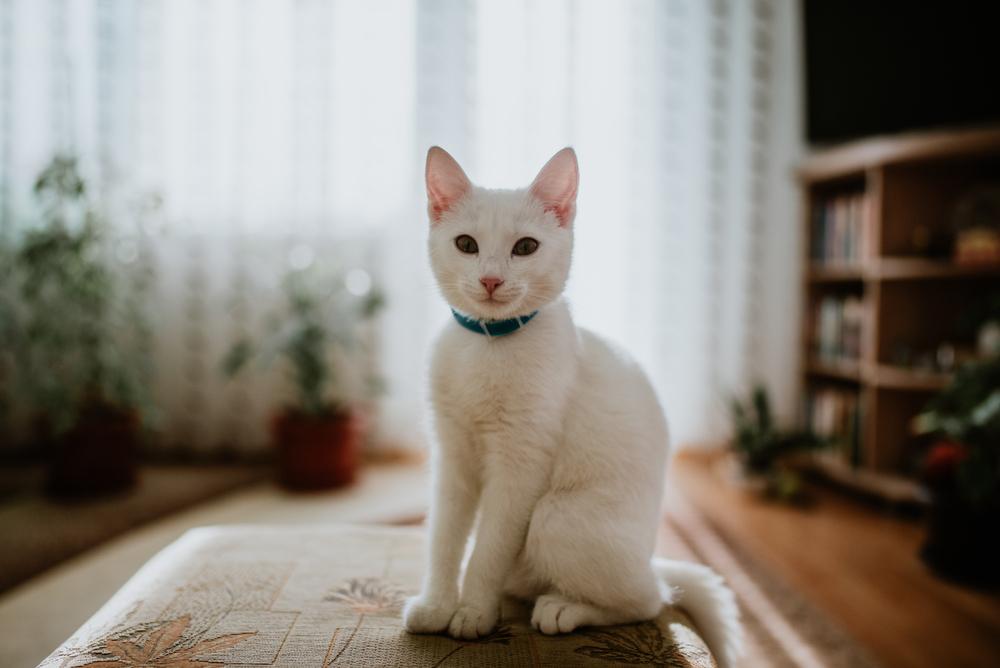 Cat on a piece of living room furniture