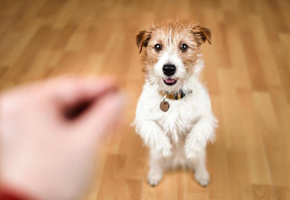 dog doing tricks
