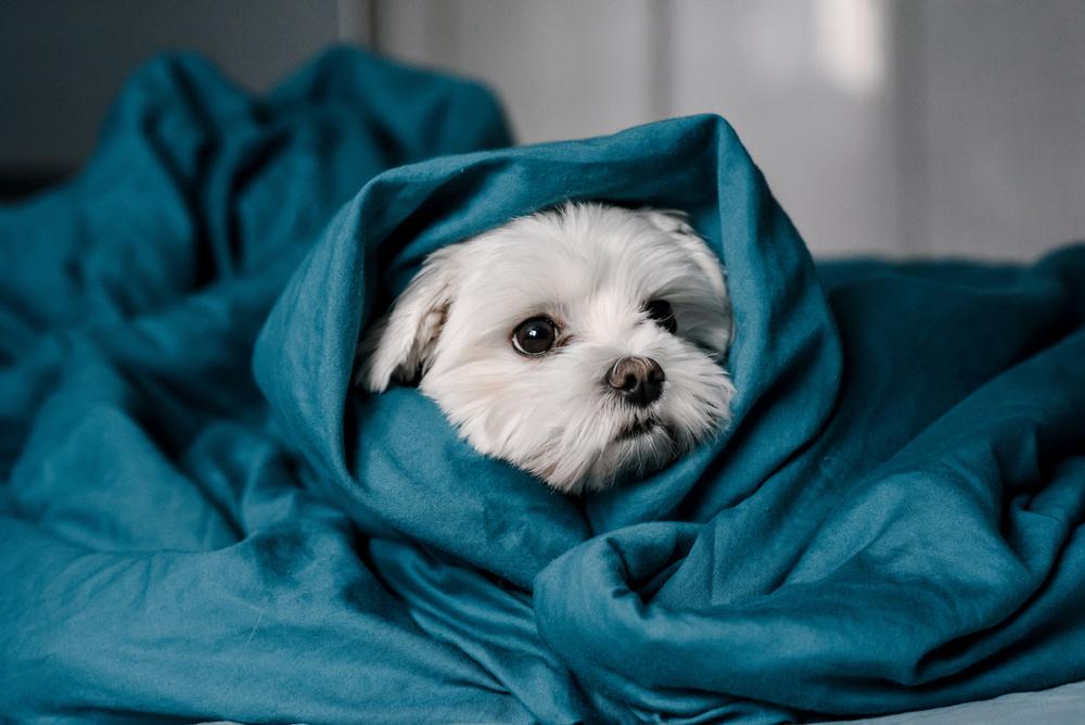 dog in a blanke