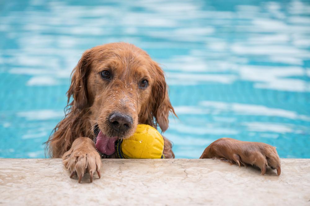 dog in the pool playing with the ball