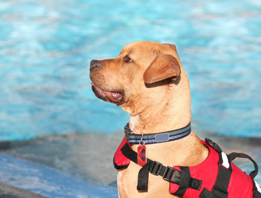 dog in the pool