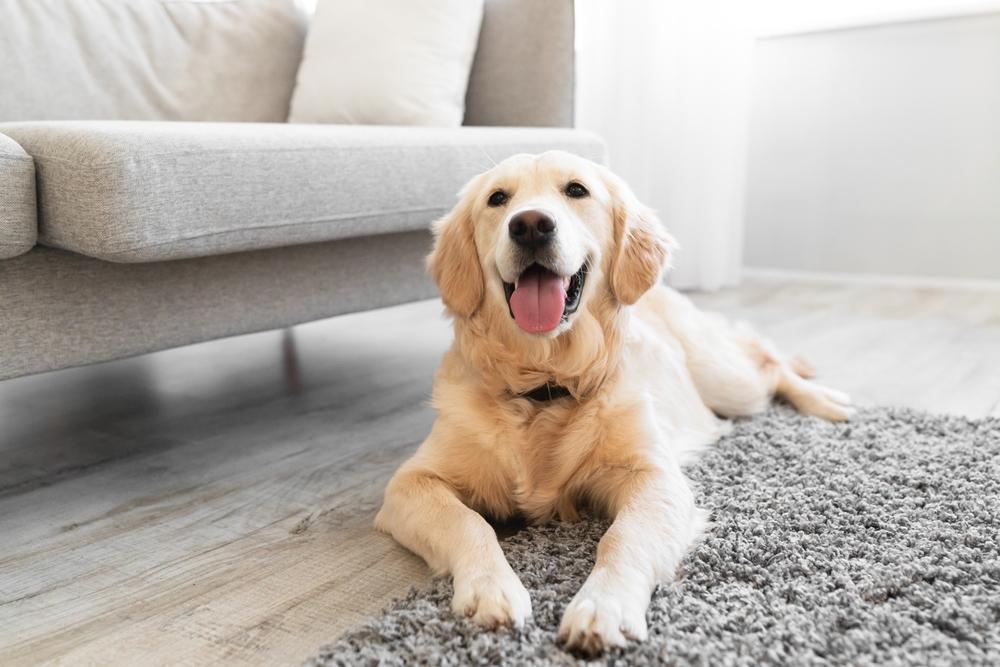 dog lying in the living room