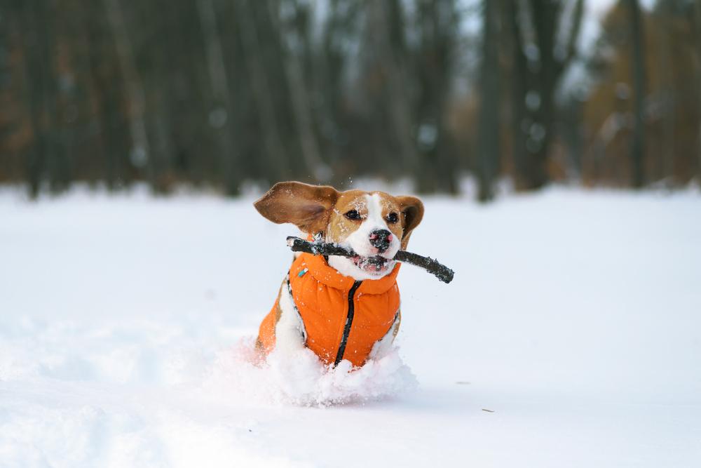 dog playing in the snow