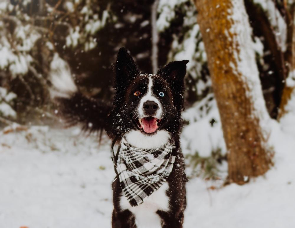 dog with scarf in the snow