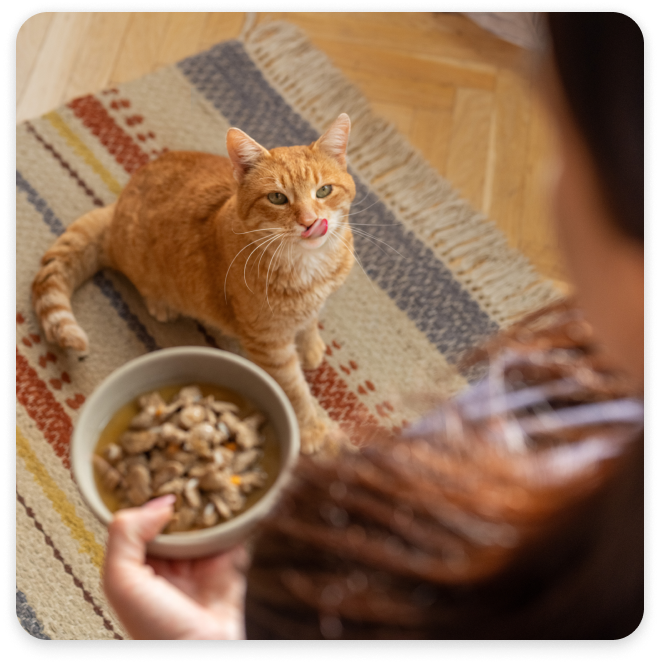  a cat looking at a woman holding a bowl of cat food