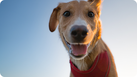Dog with a red scarf