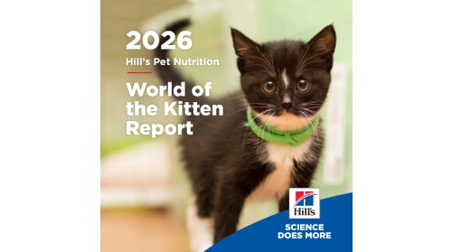 2026 World of the kitten report