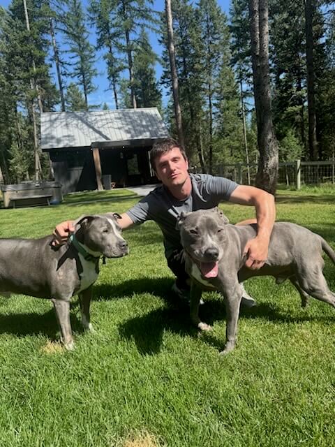 Man crouching on a grassy lawn petting two grey pitbull dogs with trees in the background