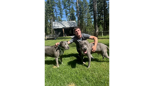 Man crouching on a grassy lawn petting two grey pitbull dogs with trees in the background