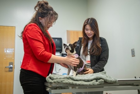 A veterinarian and a woman examining a Boston Terrier on a clinic table.