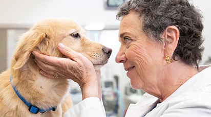 A female veterinarian in a white lab coat holding the face of a Golden Retriever dog and looking into its eyes.