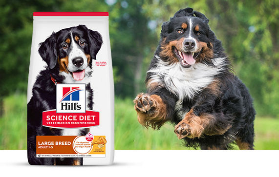 A dog and a cat lying on a sofa