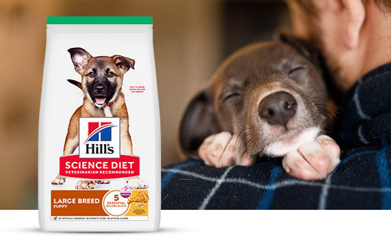 Dog looking up at a dog food bowl from the floor