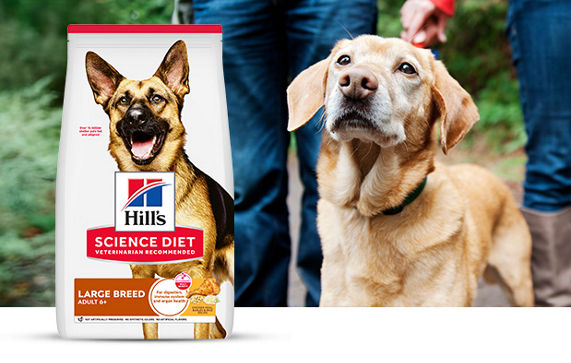 Cat waiting for their food