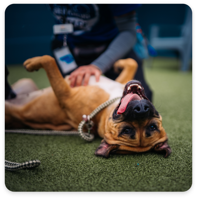 Dog playing