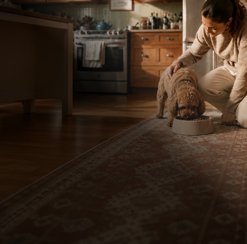 A woman gently petting her curly haired dog while it eats from a bowl on the kitchen floor