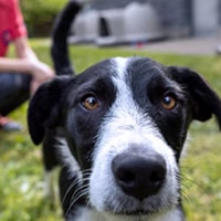 A black dog in a yard