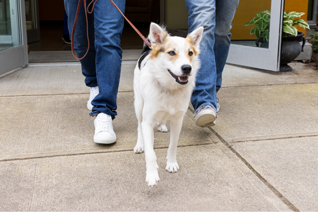 a dog on a walk