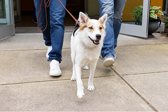 a dog on a walk