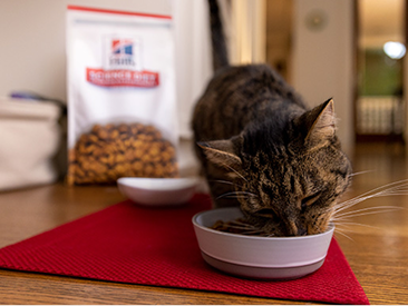 Tabby cat eating Hill's Science Diet pet food from a bowl