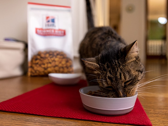 Tabby cat eating Hill's Science Diet pet food from a bowl