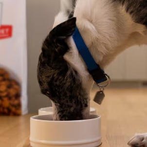 A dog eating Hill's dog food from a bowl