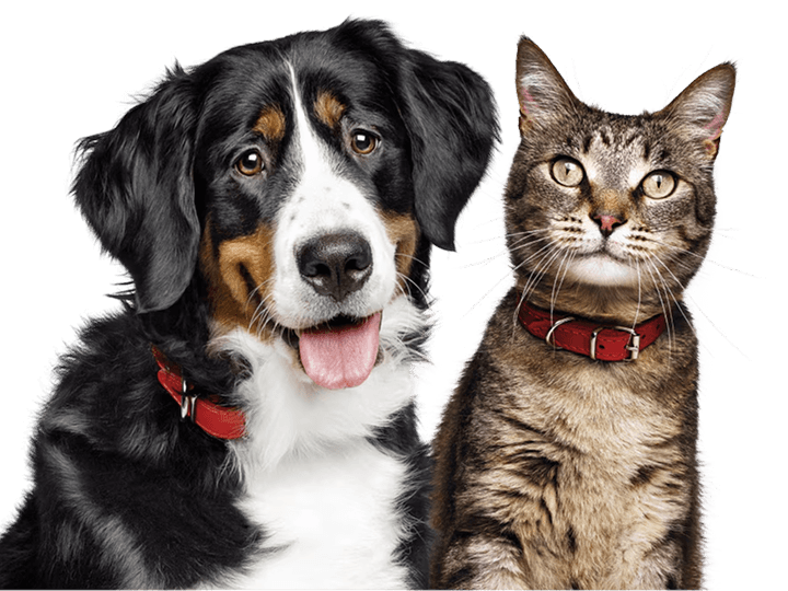 A dog and cat sitting next to each other
