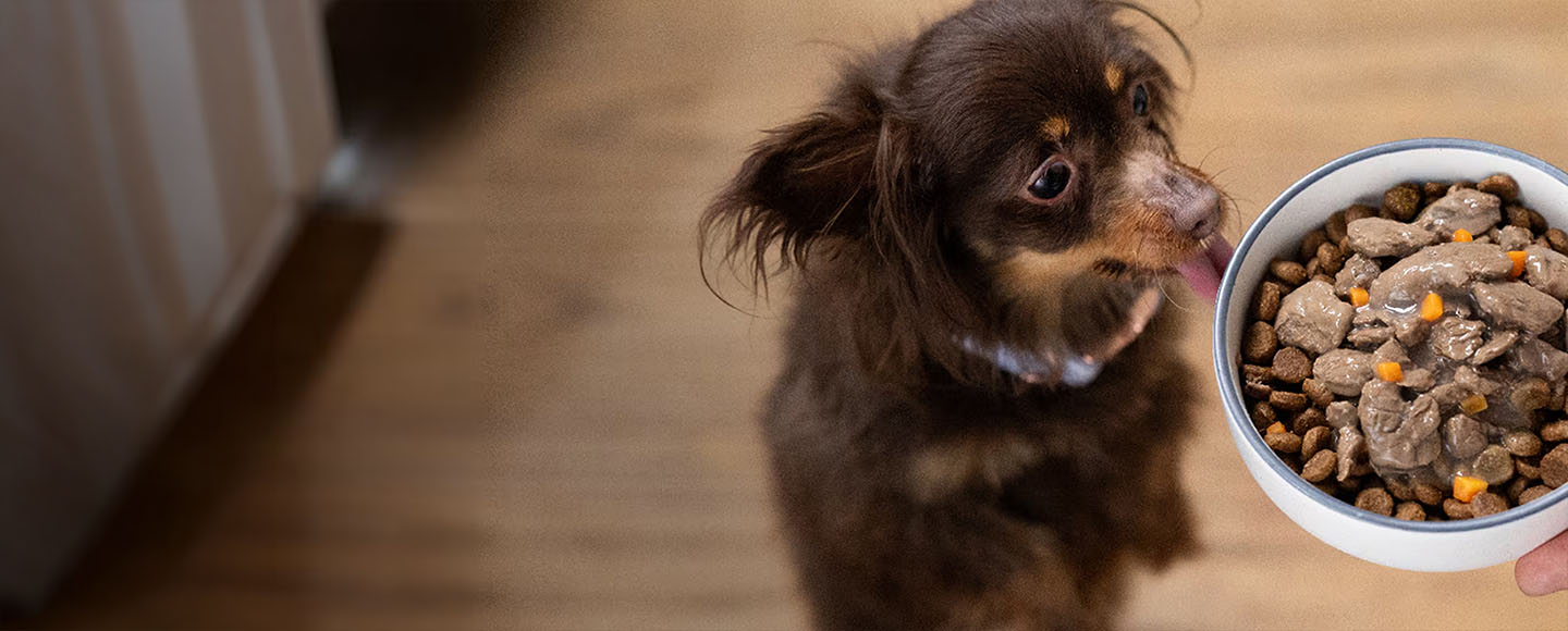 Small brown dog standing on its hind legs eagerly licking mixed wet and dry food from a bowl.
