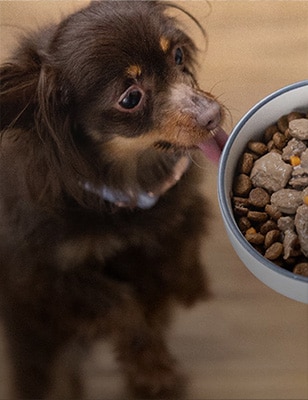 Small brown dog standing on its hind legs eagerly licking mixed wet and dry food from a bowl.