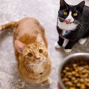 Two cats looking up at a bowl of cat food